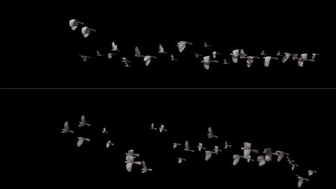 Flying birds
