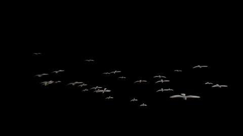 Flying birds