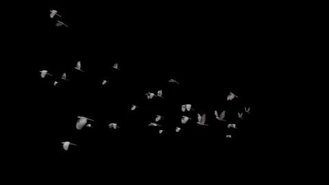 Birds flying