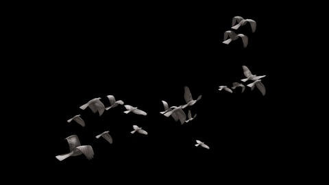 Flying birds