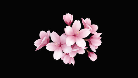 SAKURA