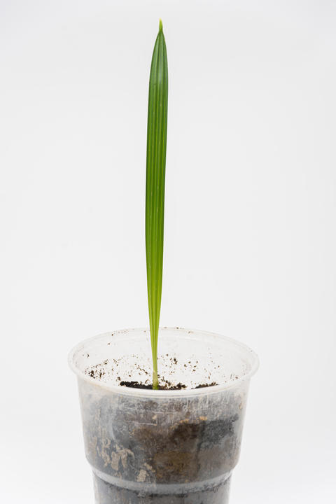 Grotling of plants Date palm, close-up on a white background