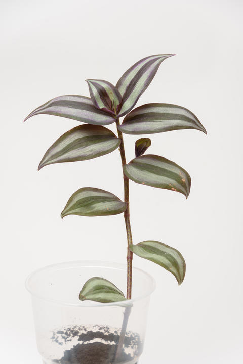 Groo plant plant Tradscancia zombina, close-up on a white background