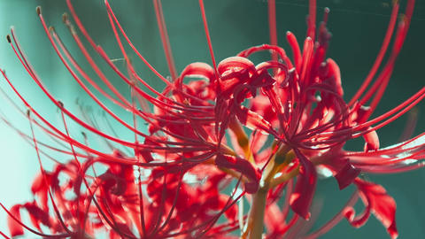 Red spider