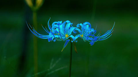 Blue spider lily_ color