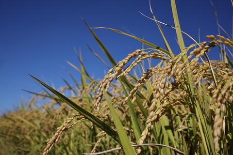 rice ahead of the autumn harvest