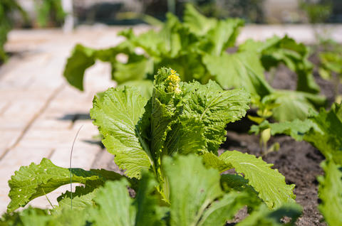 Beijing cabbage has not ripened and has sprouted