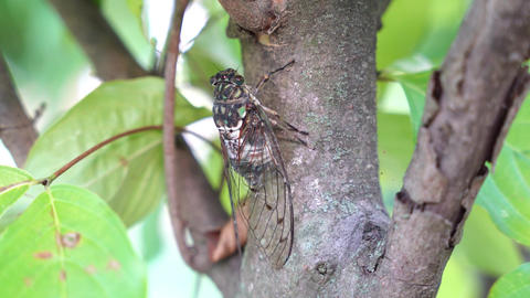 Cicadas in summer, 4k