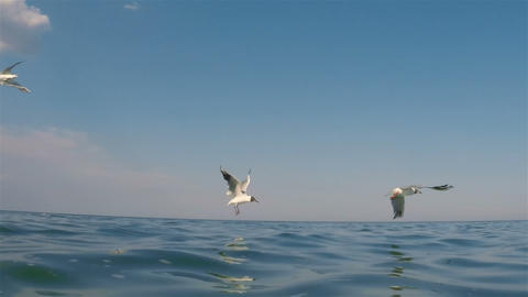 Seagulls 06Seagulls