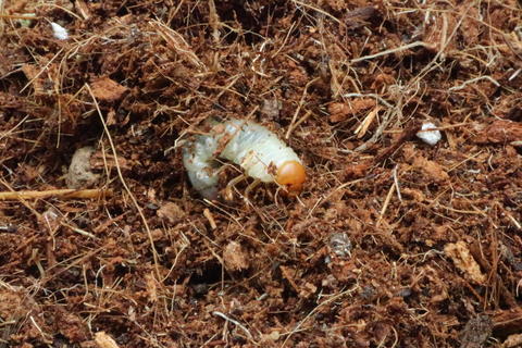 Scarab beetle larva moving in the soil