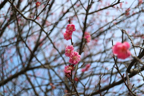 春の訪れを告げる梅の花