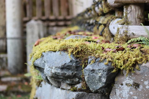 stone with moss