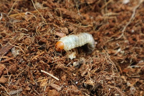 Scarab beetle larva moving in the soil