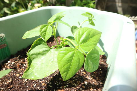 Green bean seedlings home garden