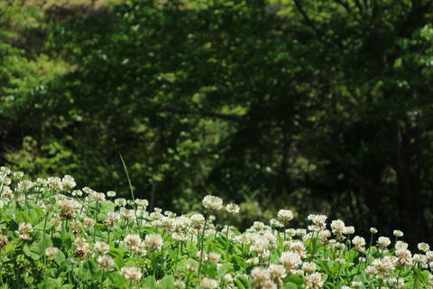 Grassland park with white clover spreading all over