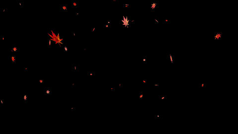 Japanese maple snowstorm_red_transparent background