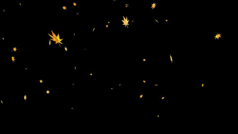 Japanese maple snowstorm_yellow_transparent background