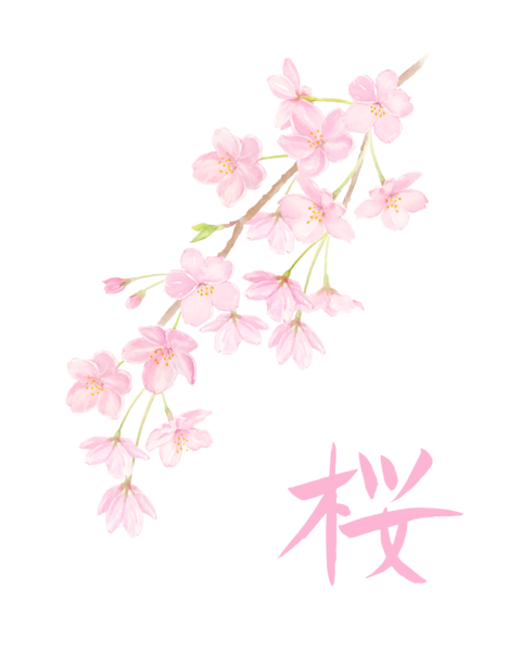 Watercolor cherry blossoms and calligraphy of cherry blossoms