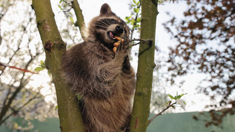 Hungry raccoon, Raccoon eating, Raccoon 애니메이션 GIF 39219272 | MotionElements