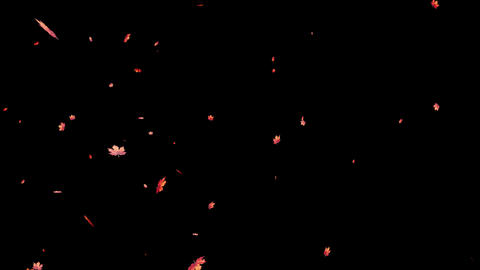 Maple Snowstorm_Red_Transparent Background