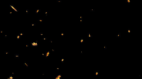 Maple Snowstorm_Yellow_Transparent Background
