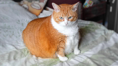 Extremely Fat Cats 41 Pound Cat Named Skinny Up For Adoption In Texas