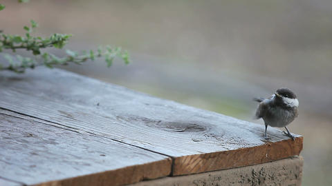 Baby bird begs for food