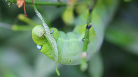 Close up of Daphnis nerii, oleander hawk-moth caterpillar eating a leaf, Thailand