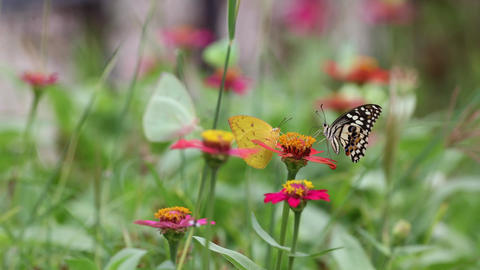 Animals・Nature