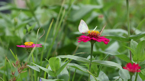 Animals・Nature