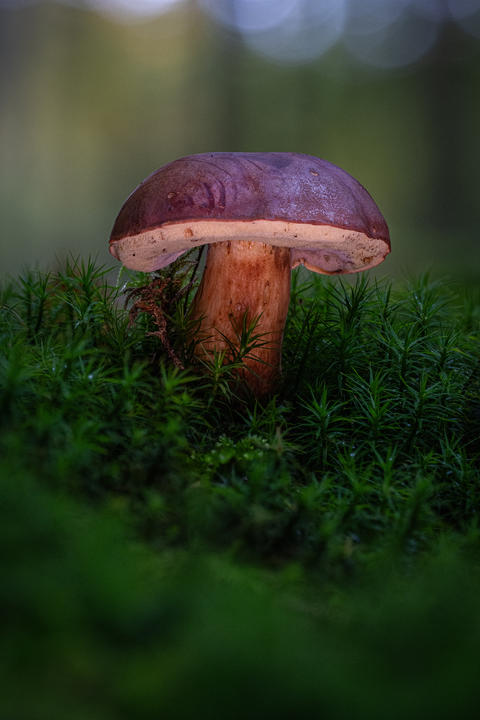 Gyroporus castaneus. chestnut bolete, moos