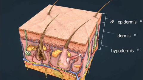 Structure Of Skin Hypodermis