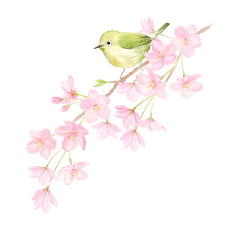 Watercolor illustration of a Japanese white-perched on a cherry blossom branch