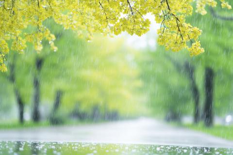 Barking Trees Sway Gently as Rain Pours Down on a Serene Path Under Gray Skies in Springtime