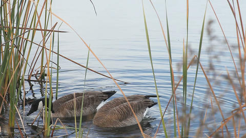 honking Canada goose