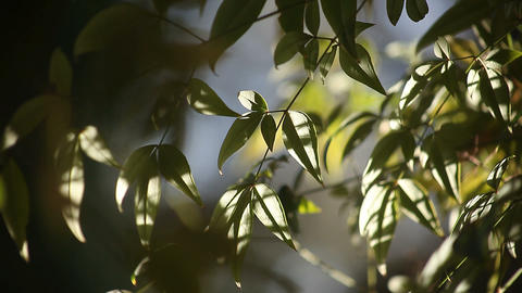 leaves in sun and shade