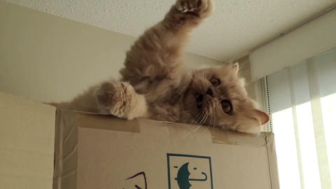 Persian cat playing toy