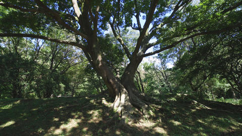 A big Muku tree at the public park in Tokyo wide shot ti GIF 41231067 ...