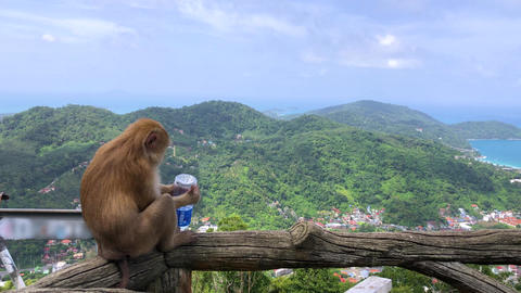 Monkey is drinking water while looking a beautiful landscape of Thailand's sea, mountains and sky