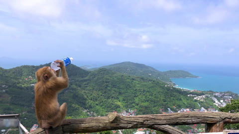 Monkey enjoying a drink while overlooking the beautiful landscape of Thailand's sea and sky