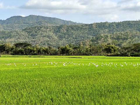 view of green rice plants stretching out with a beautiful mounta