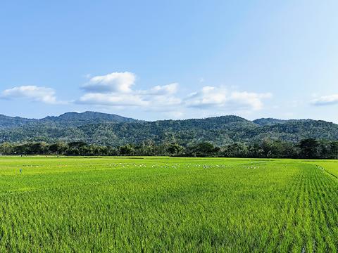 view of green rice plants stretching out with a beautiful mounta