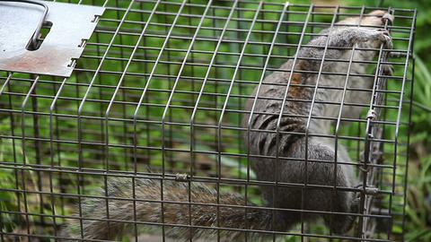 squirrel in a trap