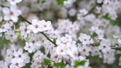 Close-up brunch of cherry blossom. Flower background. White cherry flowering