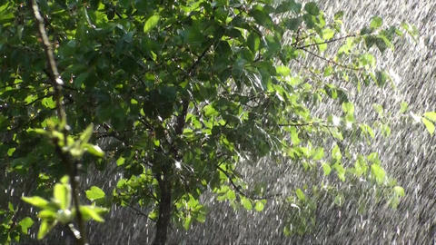 Summer Rainfall HD