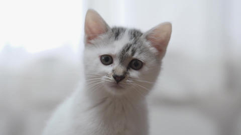 cute cat