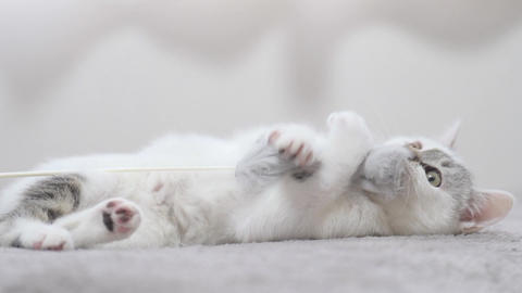 cute cat