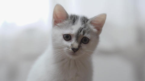 cute cat