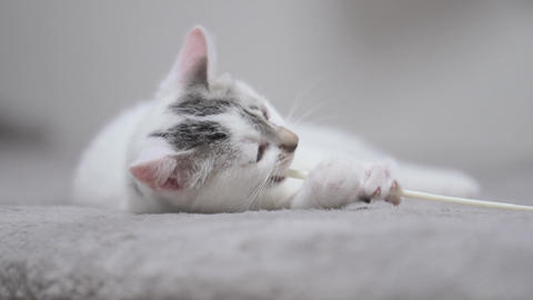 cute cat