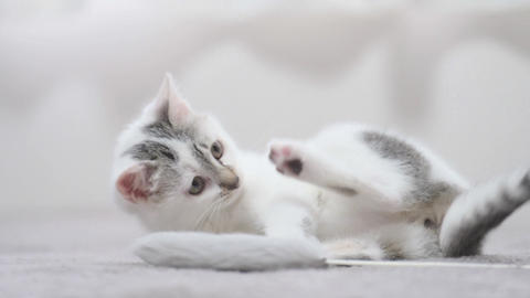 cute cat